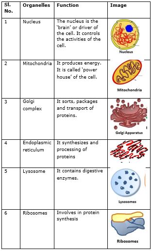 Function Of Cell Organelles Chart Osric Review