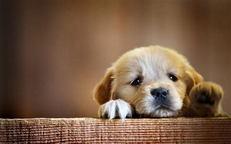 Wallpapers Of Puppies 67 Background Pictures