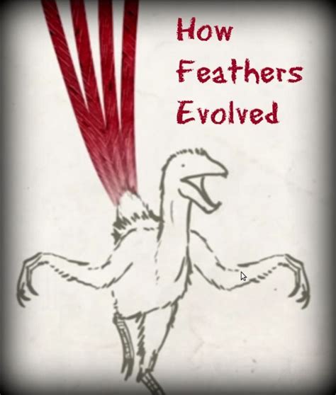 How Did Feathers Evolve A Short Video By Ted Ed Life Science Lessons