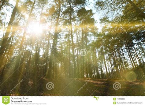 Spring Sunny Landscape In A Pine Forest In Bright Sunlight Cozy Forest