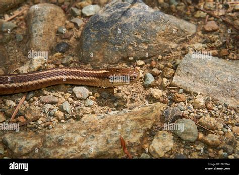 Snake Stock Photo Alamy