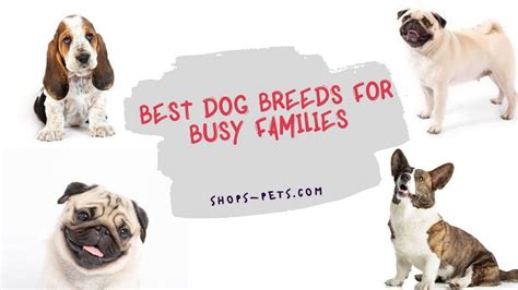 Best 11 Dog Breeds For Busy Families Shops Pets