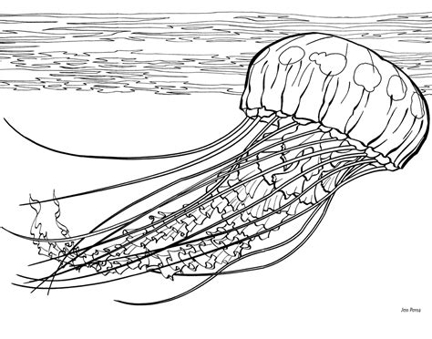 Jellyfish Coloring Pages Printable Coloring Pages