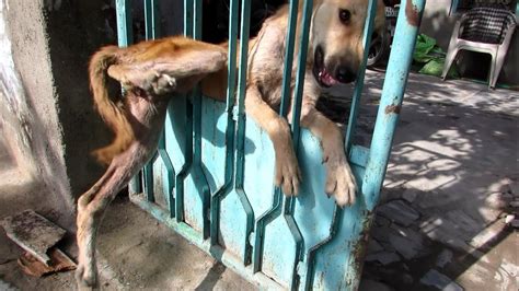 Desperate For Help Trapped Dog Freed From Gate Youtube