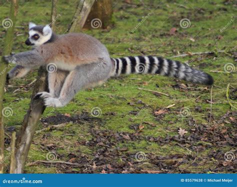 Ring Tailed Lemur Jumping Stock Photo Image Of Black 85579638
