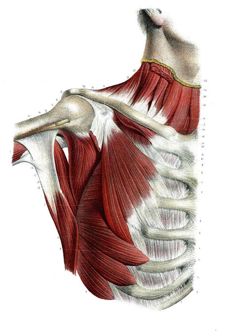 Chest And Shoulder Muscles Photograph By Collection Abecasis