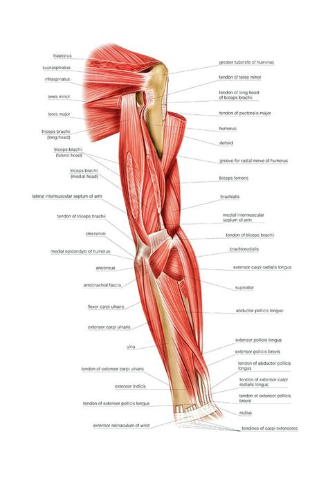 Muscles Of Right Upper Arm Photograph By Asklepios Medical Atlas Images And Photos Finder