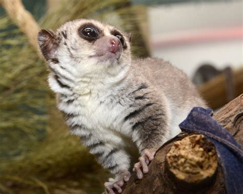 Fat Tailed Dwarf Lemur Duke Lemur Center