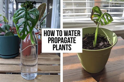 How To Propagate Plants In Water The Easy Way