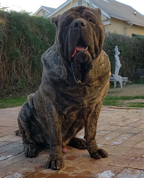 American Molossus Old World Sasquatch At 19 Months Check Us Out At