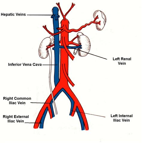 Find the perfect coronary arteries diagram stock photos and editorial news pictures from getty images. Lab 2 VEINS for A and P 2 at South Puget Sound Community ...