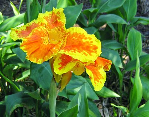 Soon many varieties of cannas were available everywhere because of the ease of hybridizing and growing them from seed. Benefits and Benefits Flowers Kana (Canna indica) To Health