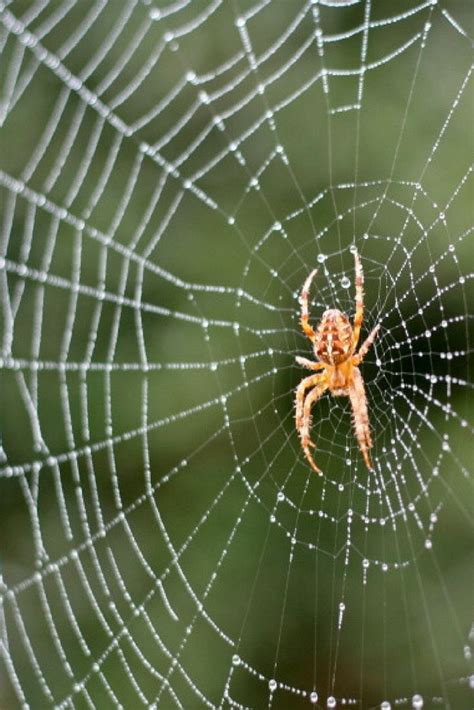 Did You Know These Six Interesting Facts About Spiders Garden Spider