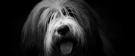 Download Wallpaper 2560x1080 Dog Protruding Tongue Furry Bw Dual
