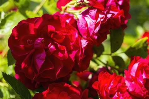 Red Garden Rose Photo 4364 Motosha Free Stock Photos