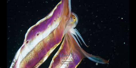 The Internet Is Mesmerized By This Stunning Blanket Octopus The Mary Sue