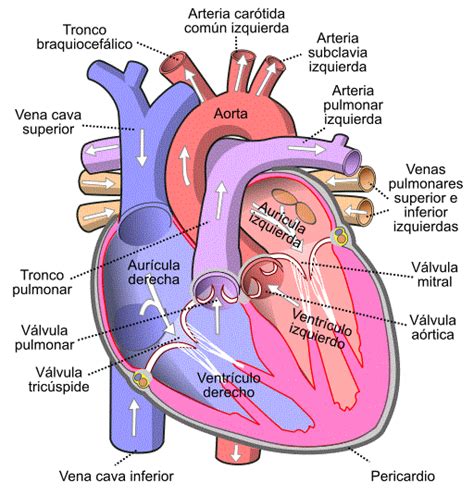 Sistema De Conducción Eléctrica Del Corazón Organización Funcionamiento