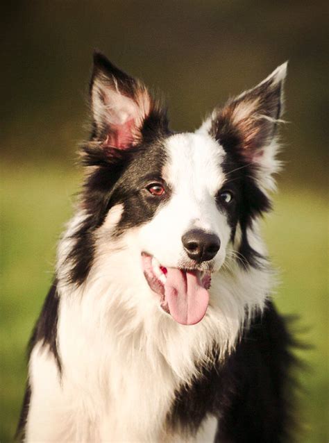 Beautiful Border Collie Best Dogs Dog Breeds Border Collie