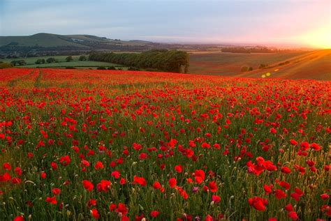 Poppy Fields Wallpapers High Quality Download Free