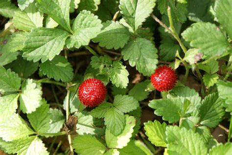 Baby Strawberries Photograph By William Ohanlan