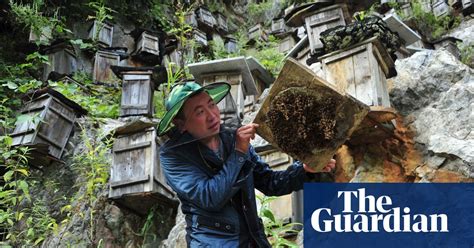 Beekeeping In China In Pictures News The Guardian