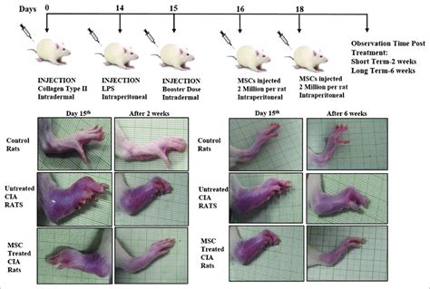 Induction Of Collagen Induced Arthritis Cia In Female Wistar Rats And