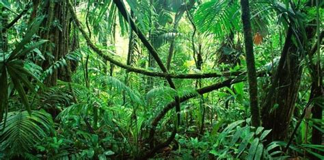 What Are The Differences Between Forests Woods And Jungles The Fact Site