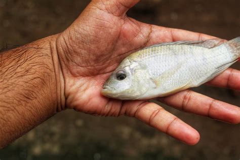 Little Tilapia Stock Photos Free And Royalty Free Stock Photos From