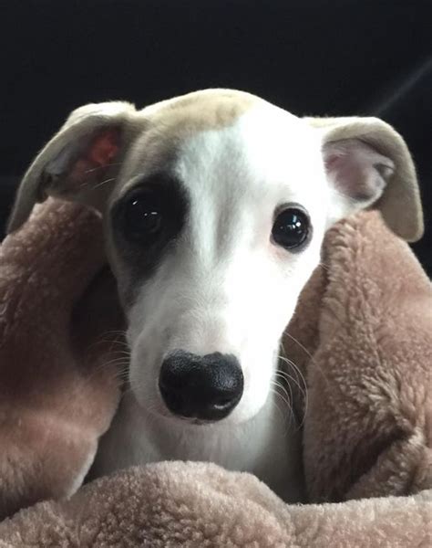Scientists Have Found That Whippet Owners Love Their Dogs More Than