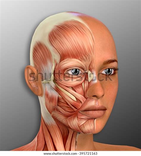 Female Face Muscles Anatomy Illustration Stock Illustration 395721163