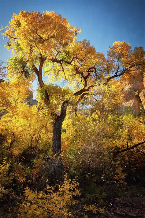 Golden Autumn Cottonwoods Photograph By Saija Lehtonen Fine Art America