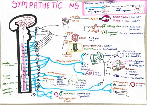 Autonomic Nervous System Flowchart Summaries Biology Docsity