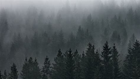 Download Wallpaper 1920x1080 Forest Fog Aerial View Pines Trees