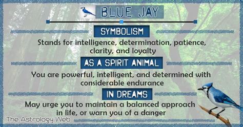 Blue Jay Meaning And Symbolism The Astrology Web Blue Jay Meaning Blue Jay Dream Symbols