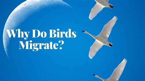 Why Do Birds Migrate? Journey into Their World! - YouTube