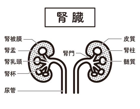 Renal Papillae Stock Photos Pictures And Royalty Free Images Istock
