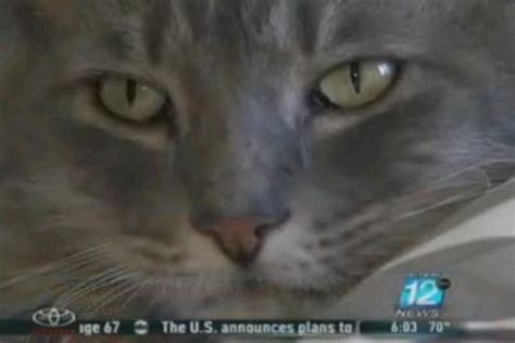 Seek Cat Swept Up By Joplin Tornado Returns Home Life With Cats