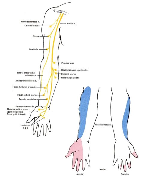 Diagram Of The Muscular And Cutaneous Branches Of The Musculocutaneous And Median Nerves The
