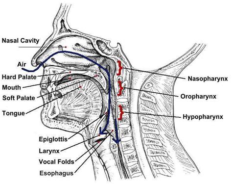 Throat Diagram 101 Diagrams