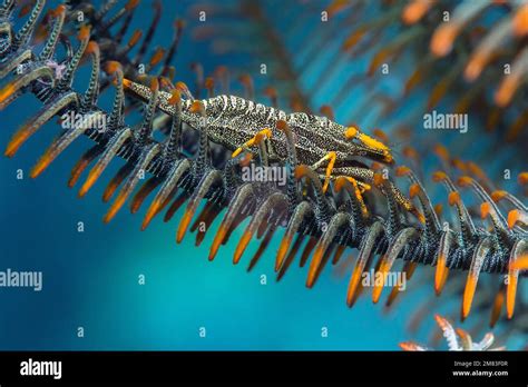 Amboinensis Crinoid Shrimp Periclimenes Amboinensis On A Feather