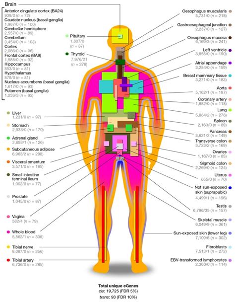 Anatomy Map Of Body Human Nervous System Diagram How It Works Live