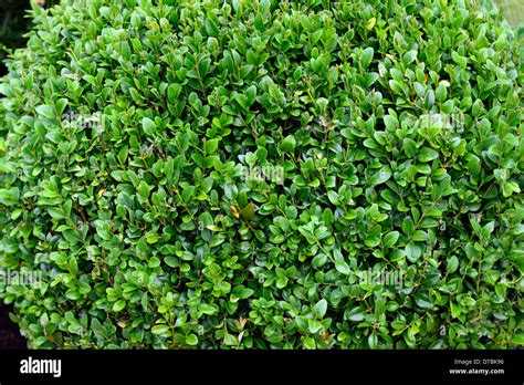 Buxus Sempervirens Box Hedge Plant Round Ball Bush Shape Shapes Stock