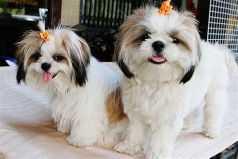 Shih Tzu High Resolution Cute Puppies Pictures Puppy Photos Dogs