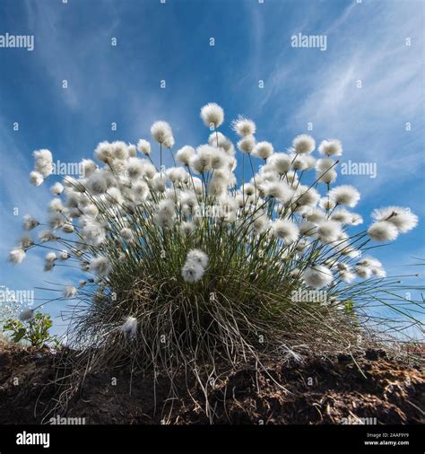 Wollgras Im Moor Eriphorum Vaginatum Stock Photo Alamy