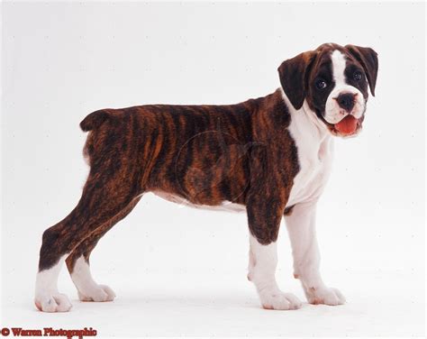 Cute Dogs Brindle Boxer Puppies