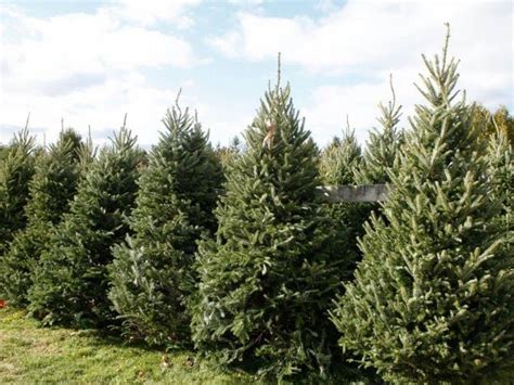 For the authentic experience of cutting your own christmas tree, fill out some paperwork and drive to a national forest. Where To Cut Your Own Christmas Tree In Chester County ...