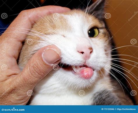 Eosinophilic Granuloma In Cats With Allergies Stock Photo Image Of