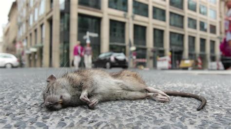 Dead Rat Laying On City Street Stock Footagelayingratdeadcity