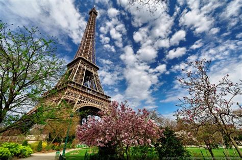 Printemps Magnolias En Fleurs Au Pied De La Tour Eiffel 5 Photo