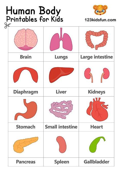 Printable Organs Of The Human Body Printable Word Searches